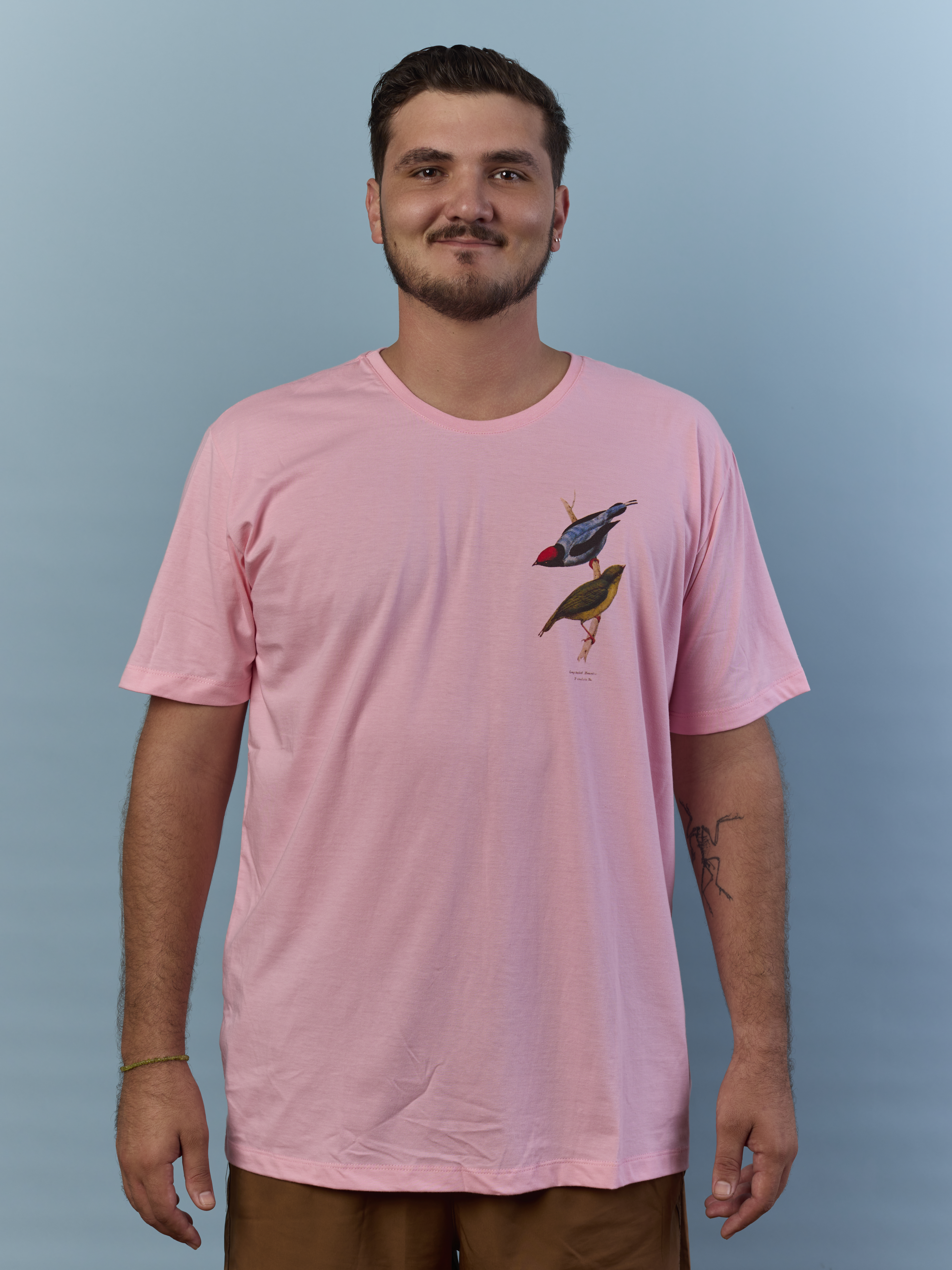 Tangará-dançarino rosa